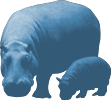 hippo_white